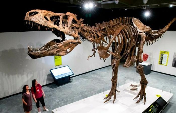 technology : T. rex could have been 'even bigger than previously thought'