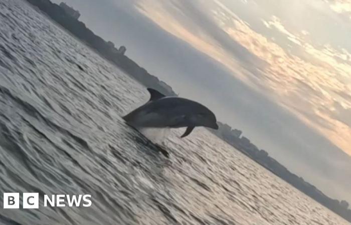 world : Dolphin encounter 'like winning jackpot'