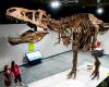 technology : T. rex could have been 'even bigger than previously thought'